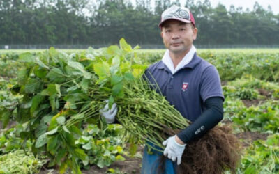 ふるさと納税のお礼の品にて、朝採れ「だだちゃ豆」を当日お届け！